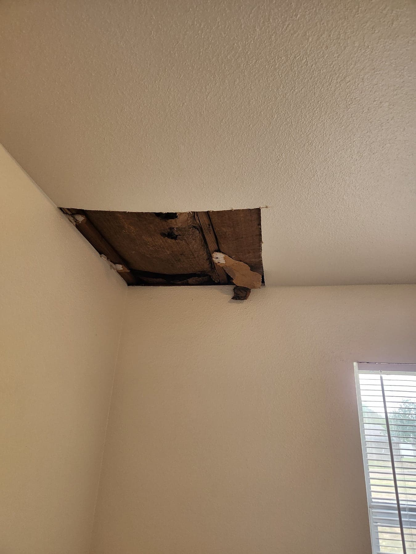 Damaged ceiling drywall cut out before repair